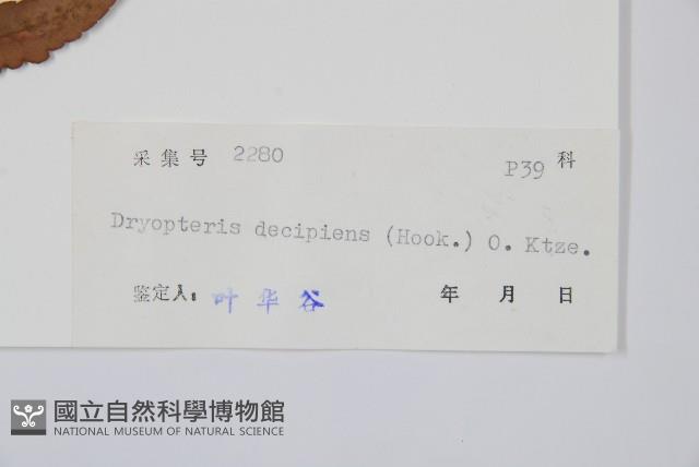 迷人鱗毛蕨、異蓋鱗毛蕨藏品圖，第2張