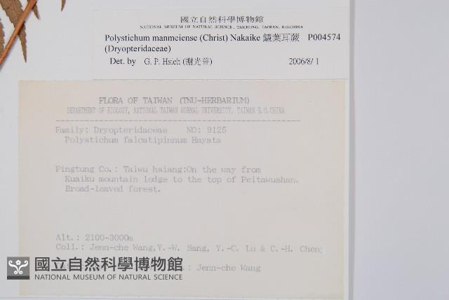 鐮葉耳蕨藏品圖，第2張