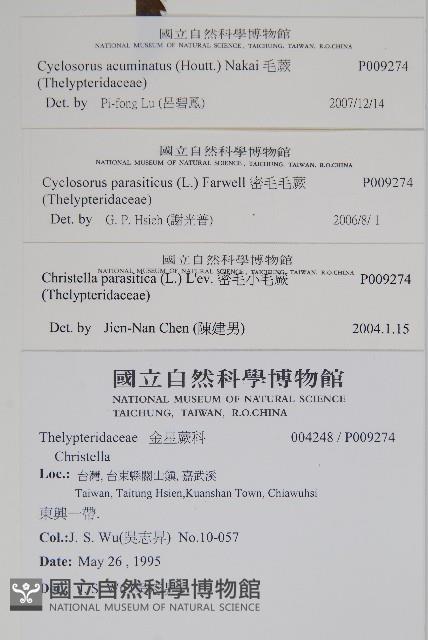 毛蕨藏品圖，第2張