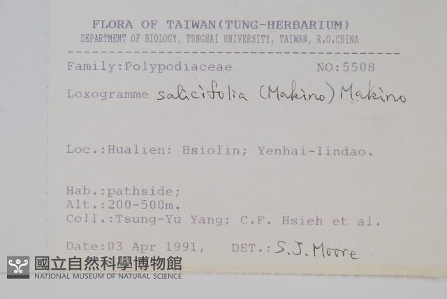 柳葉劍蕨藏品圖，第2張