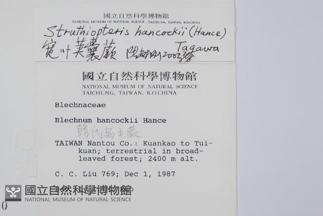 韓氏羅曼蕨藏品圖，第2張