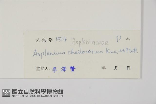 薄葉孔雀鐵角蕨、邊孢鐵角蕨藏品圖，第2張