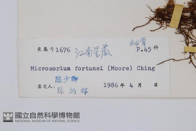 大星蕨藏品圖，第2張