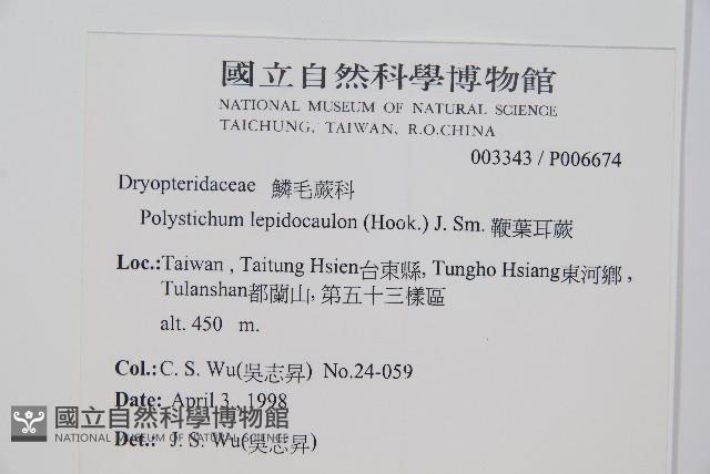 鞭葉耳蕨藏品圖，第2張