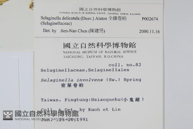 全緣卷柏藏品圖，第2張