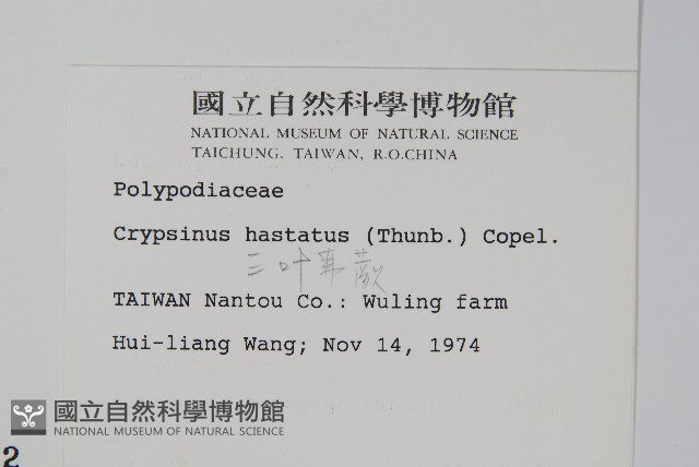 三葉茀蕨藏品圖，第2張