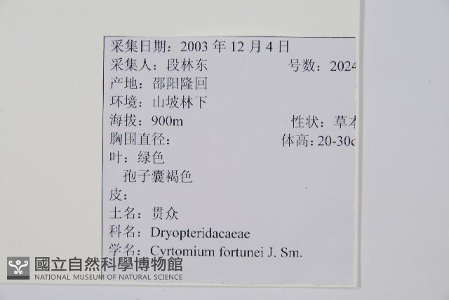 貫眾蕨藏品圖，第2張