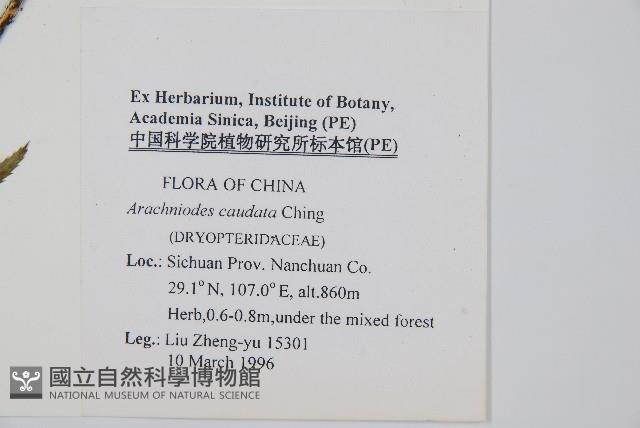 尾形複葉耳蕨藏品圖，第2張