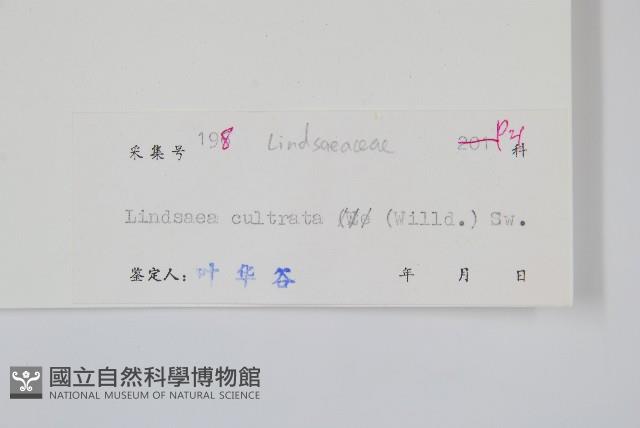 網脈鱗始蕨藏品圖，第2張