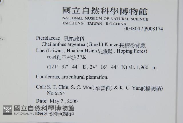 長柄粉背蕨藏品圖，第2張