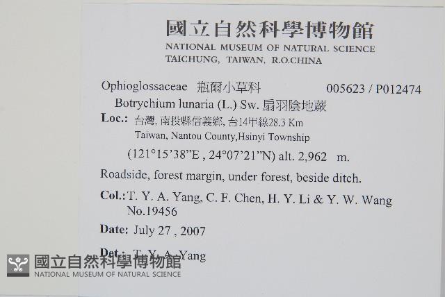 扇羽陰地蕨藏品圖，第2張