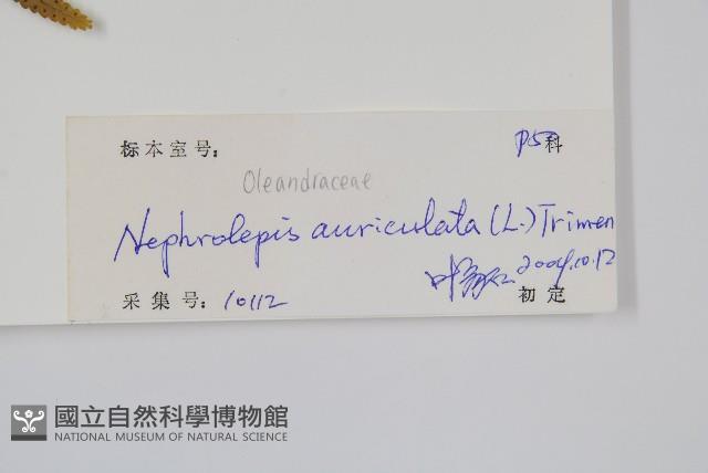 腎蕨藏品圖，第2張