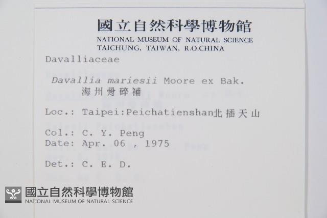 海州骨碎補藏品圖，第2張