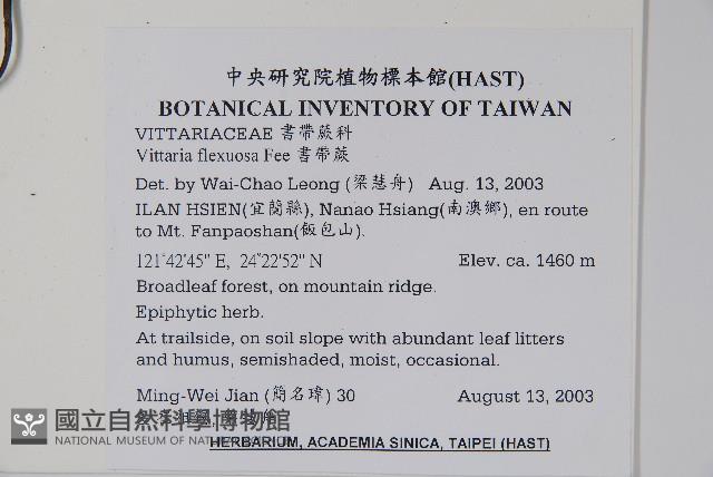 書帶蕨藏品圖，第2張