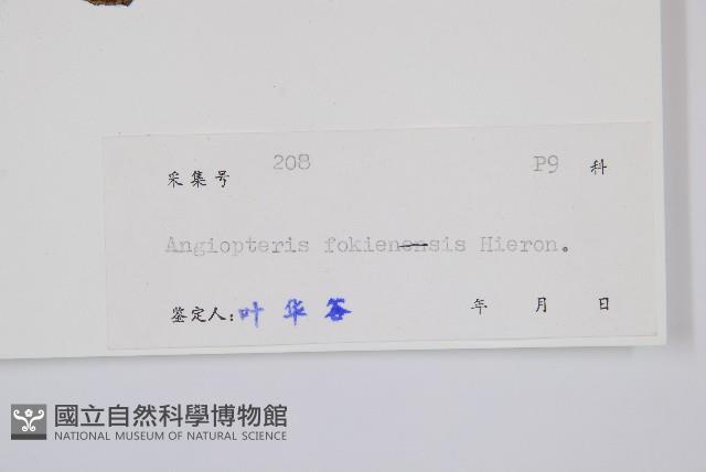 福建蓮座蕨藏品圖，第2張