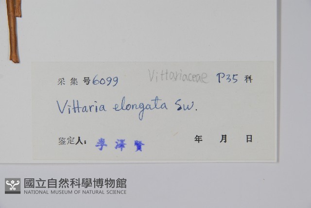 唇邊書帶蕨藏品圖，第2張