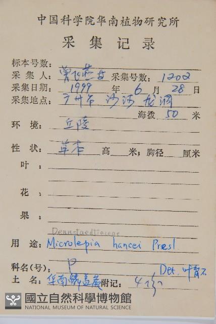 華南鱗蓋蕨藏品圖，第2張