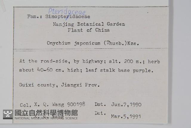 日本金粉蕨藏品圖，第2張