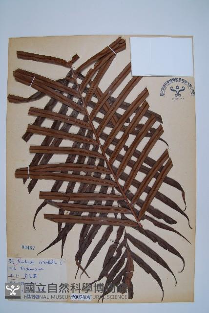 烏毛蕨藏品圖，第1張