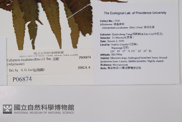 菜蕨藏品圖，第2張