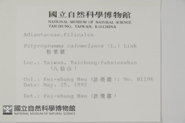 粉葉蕨藏品圖，第2張