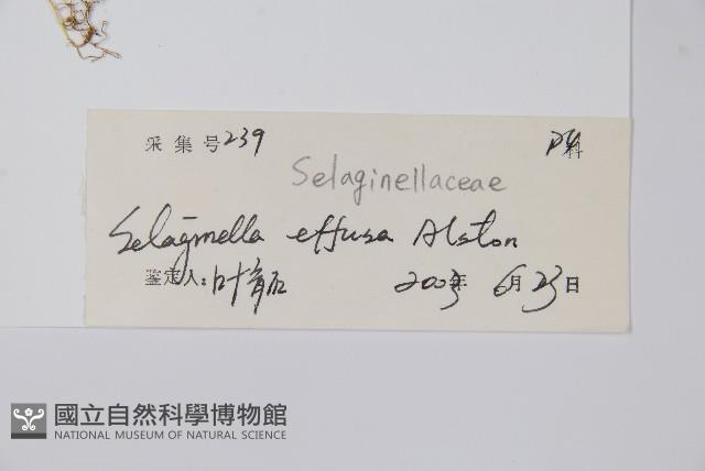 疏松卷柏藏品圖，第2張