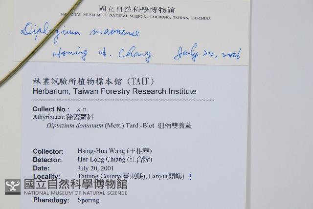 馬鞍山雙蓋蕨藏品圖，第2張