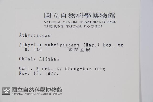 姬蹄蓋蕨藏品圖，第2張