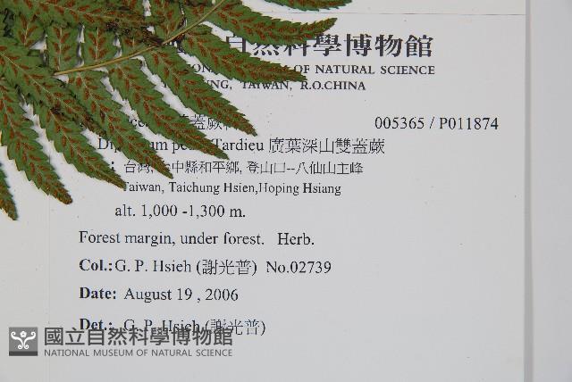 廣葉深山雙蓋蕨藏品圖，第2張