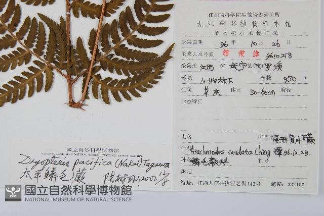 太平鱗毛蕨藏品圖，第2張