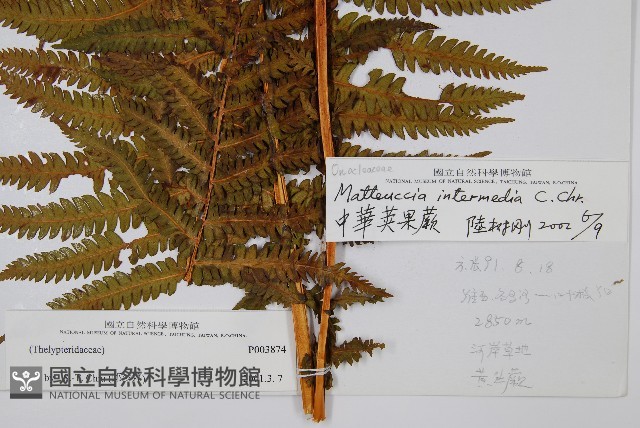 中華莢果蕨藏品圖，第2張