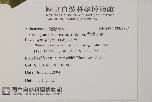 華鳳丫蕨藏品圖，第2張