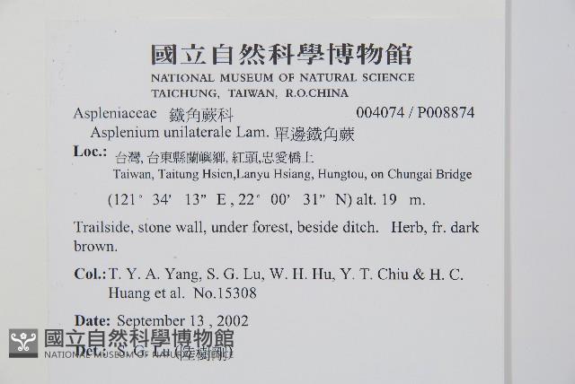 單邊鐵角蕨藏品圖，第2張