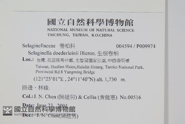 生根卷柏藏品圖，第2張