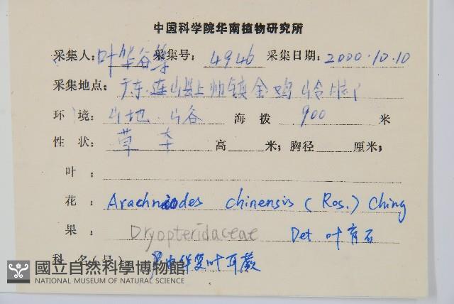 中華複葉耳蕨藏品圖，第5張