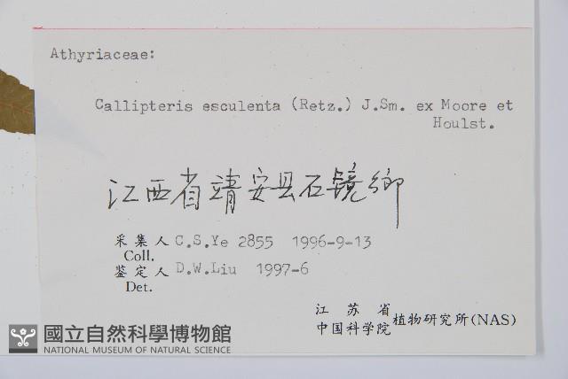 菜蕨藏品圖，第2張