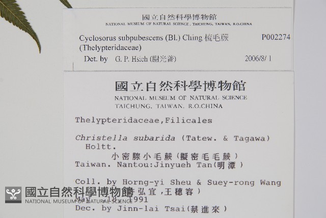 梳毛蕨藏品圖，第2張