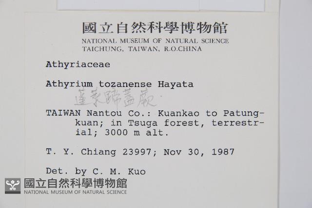 蓬萊蹄蓋蕨藏品圖，第2張