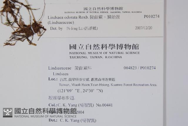 陵齒蕨、鱗始蕨藏品圖，第2張