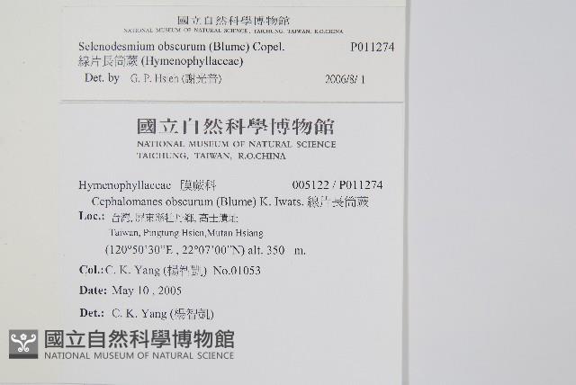 線片長筒蕨藏品圖，第2張