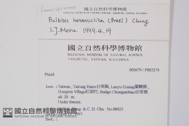 尾葉實蕨藏品圖，第2張