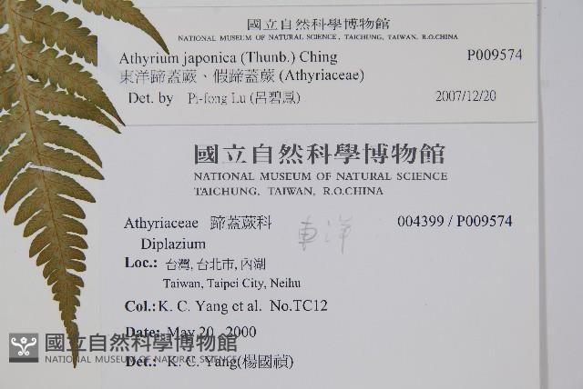 東洋蹄蓋蕨、假蹄蓋蕨藏品圖，第2張