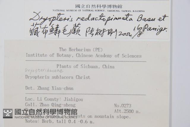 藏布鱗毛蕨藏品圖，第2張