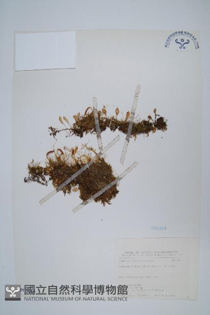 抱樹蕨、伏石蕨藏品圖，第1張