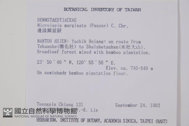 邊緣鱗蓋蕨藏品圖，第2張