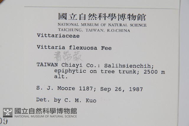 書帶蕨藏品圖，第2張