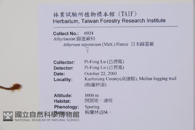 日本蹄蓋蕨藏品圖，第2張