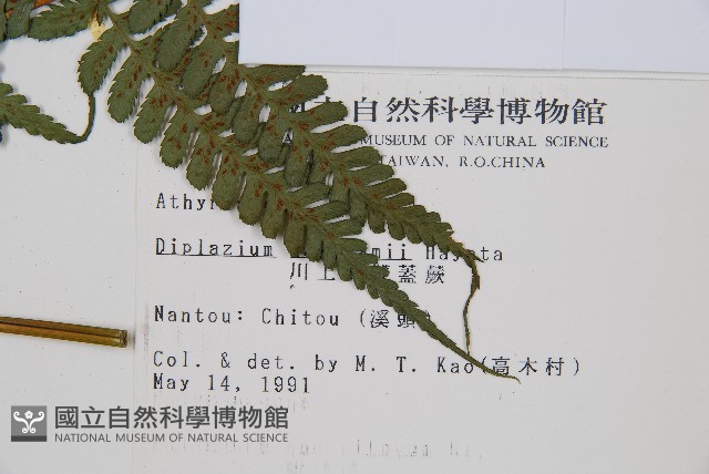 川上氏雙蓋蕨藏品圖，第2張