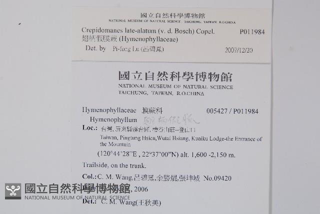 翅柄假膜蕨藏品圖，第2張