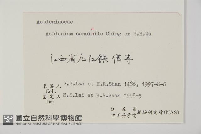 相似鐵角蕨藏品圖，第2張